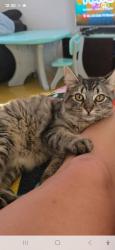 Reunited Female Cat last seen Alexander Heights, Alexander Heights, WA 6064