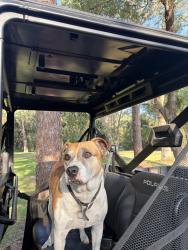 Reunited Male Dog last seen Crystal river , Crystal River, FL 34428