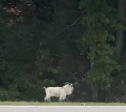 Found/Stray Unknown Other last seen About halfway mark on the Foothills Parkway, Foothills Pkwy, TN 37886