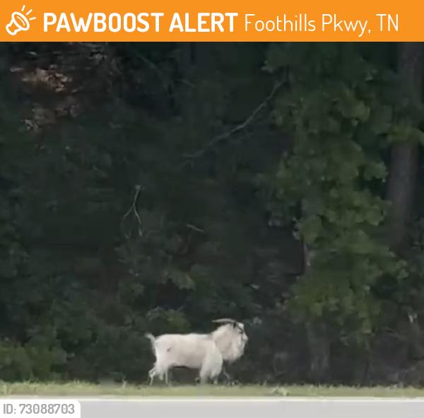 Found/Stray Unknown Other last seen About halfway mark on the Foothills Parkway, Foothills Pkwy, TN 37886