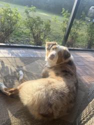 Lost Female Dog last seen Bailey rd and knights griffin, Plant City, FL 33565