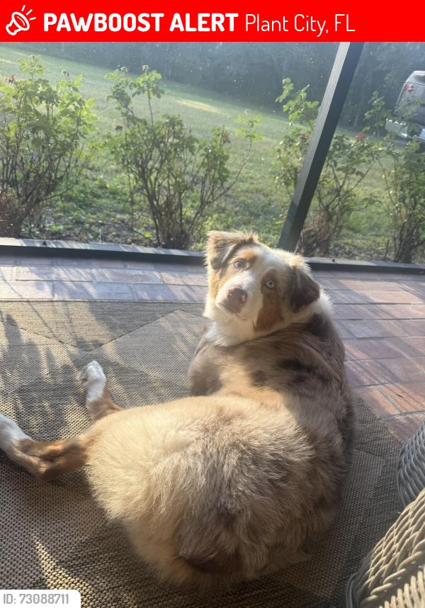 Lost Female Dog last seen Bailey rd and knights griffin, Plant City, FL 33565