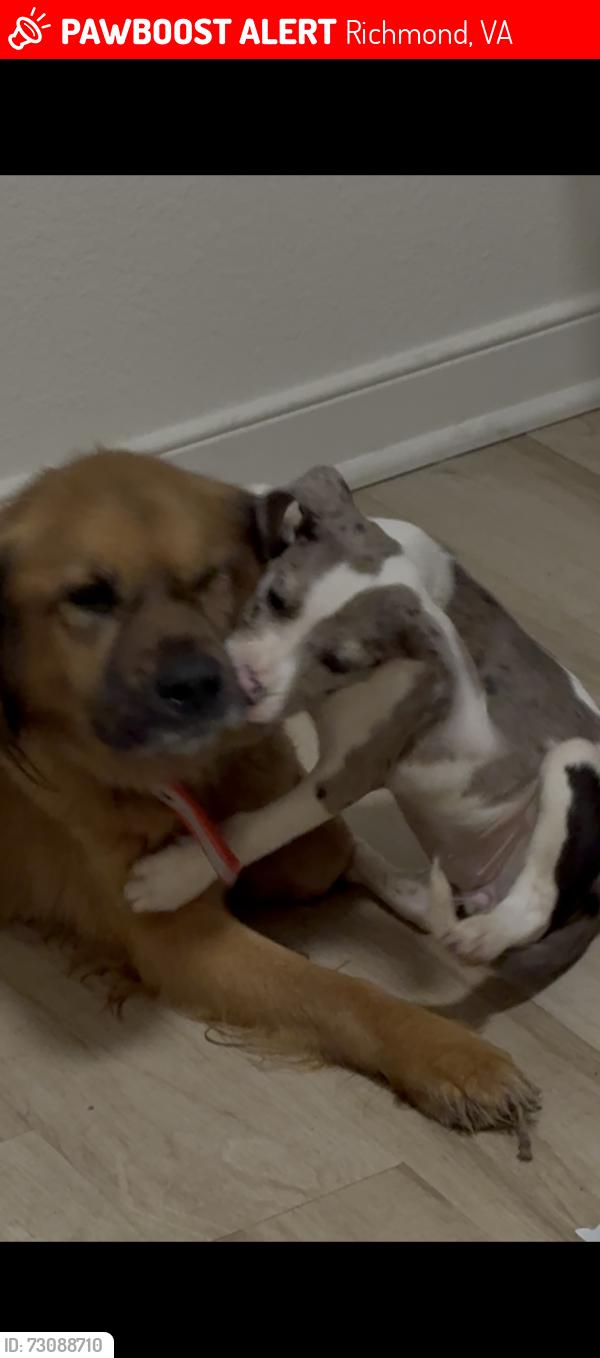 Lost Female Dog last seen Oakwood ave & East Richmond Rd, Richmond, VA 23223