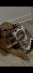 Lost Female Dog last seen Oakwood ave & East Richmond Rd, Richmond, VA 23223