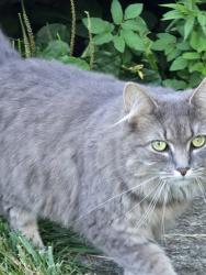 Found/Stray Unknown Cat last seen Near Westerville South High School, Westerville, OH 43081