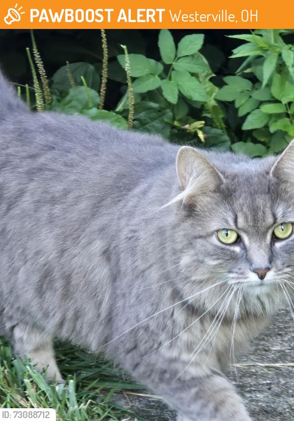 Found/Stray Unknown Cat last seen Near Westerville South High School, Westerville, OH 43081