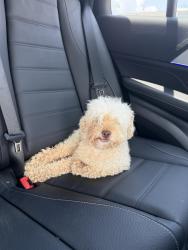 Found/Stray Unknown Dog last seen Near Peeksville Rd, Locust Grove, GA 30248