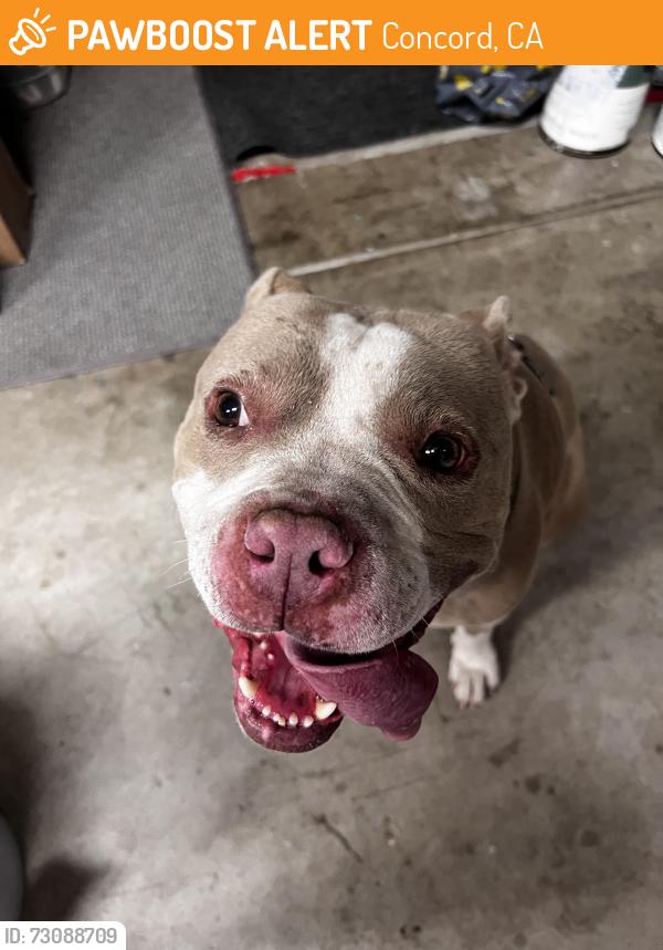 Found/Stray Male Dog last seen Wren and Baldwin drive in concord, Concord, CA 94519