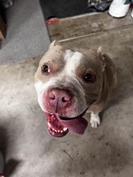 Found/Stray Male Dog last seen Wren and Baldwin drive in concord, Concord, CA 94519