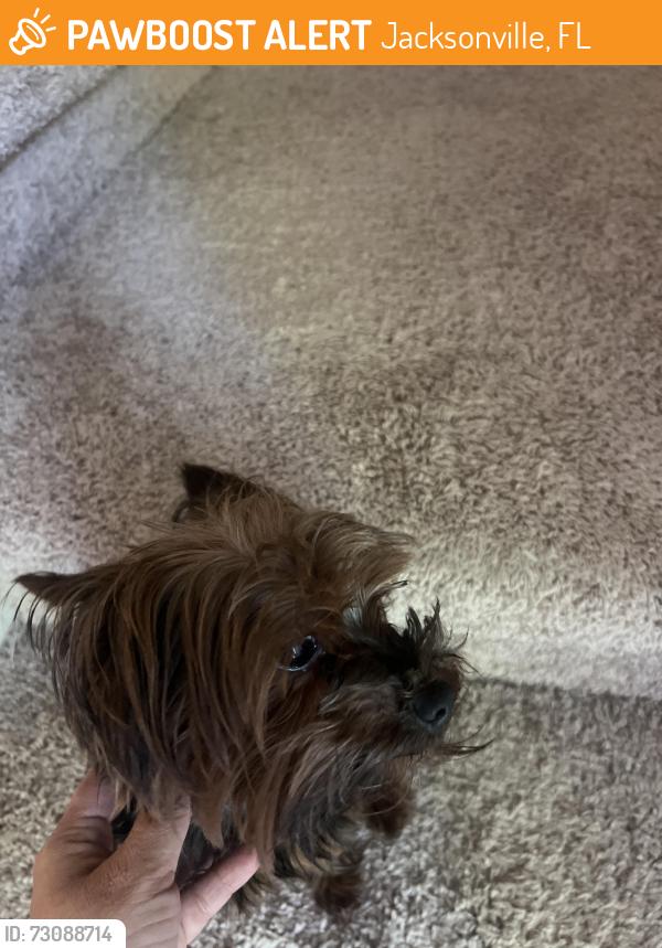 Found/Stray Male Dog last seen Atlantic, Jacksonville, FL 32216