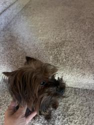 Found/Stray Male Dog last seen Atlantic, Jacksonville, FL 32216