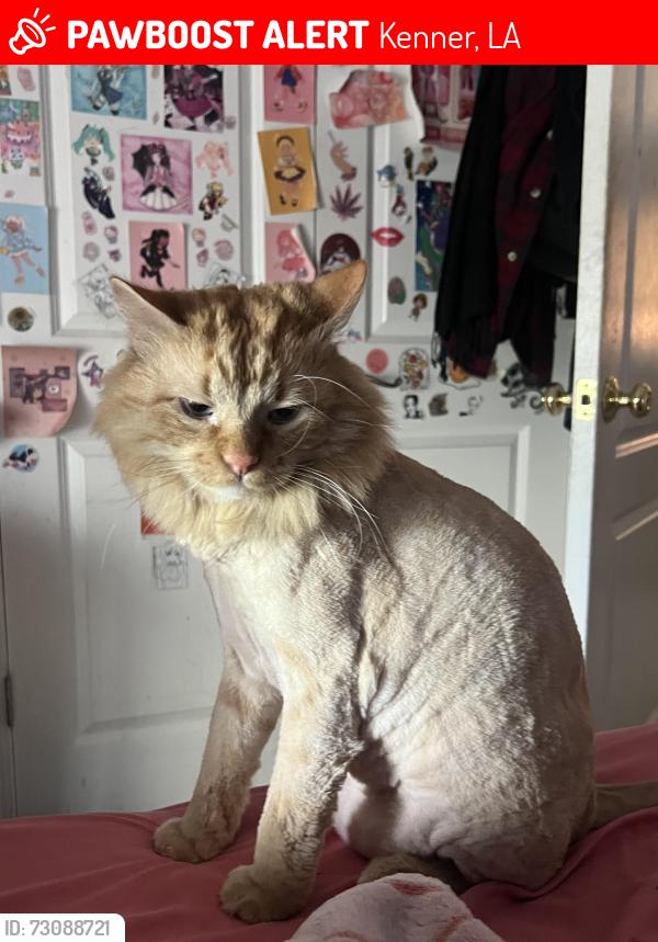 Lost Male Cat last seen Woodlake ests, kenner, Kenner, LA 70065