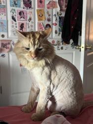 Lost Male Cat last seen Woodlake ests, kenner, Kenner, LA 70065