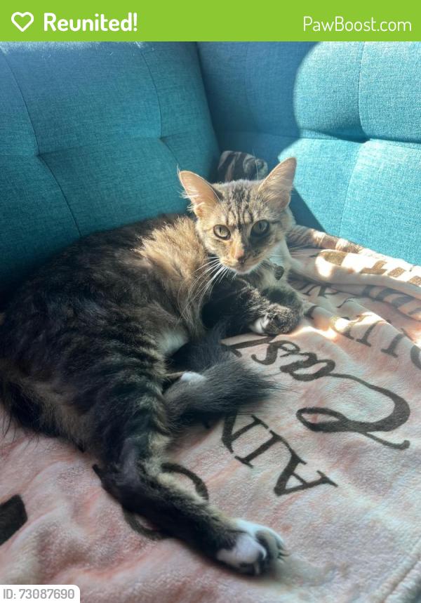 Reunited Female Cat last seen Near Thorn Dr., Concord, CA 94521