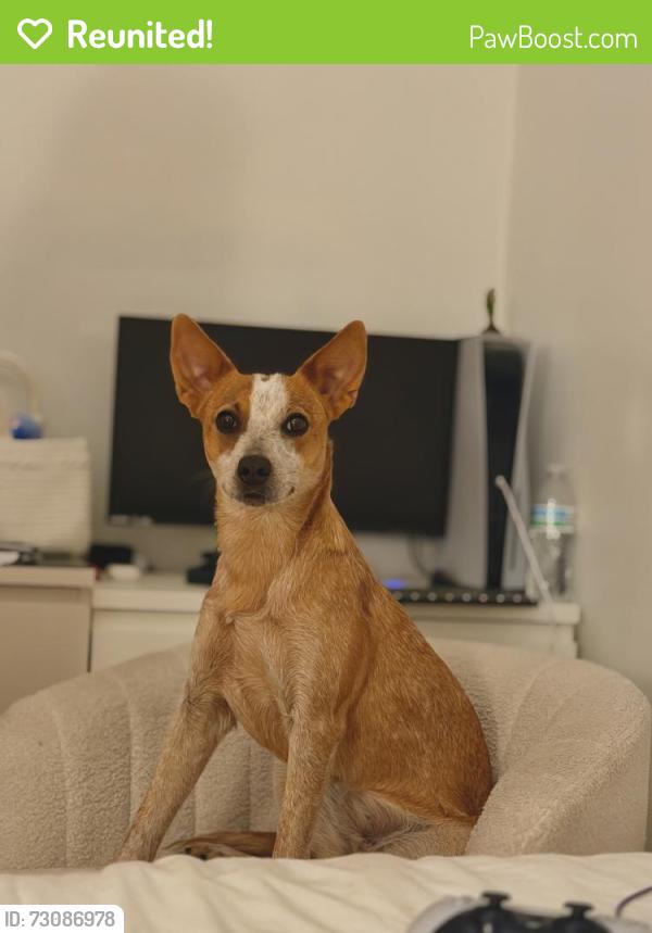 Reunited Female Dog last seen Near S Austin Blvd, Cicero, IL 60804, USA, Cicero, IL 60804