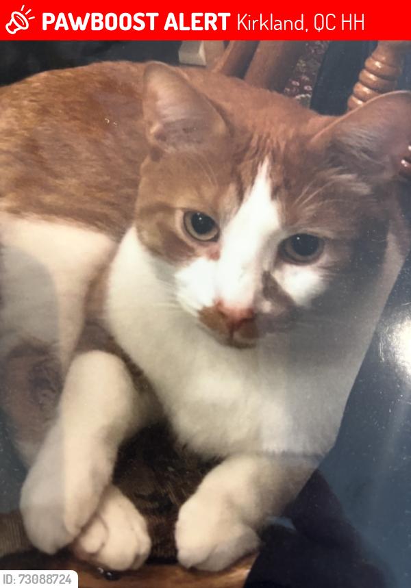 Lost Male Cat last seen Meridien, Kirkland, QC H9H