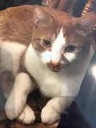 Lost Male Cat last seen Meridien, Kirkland, QC H9H