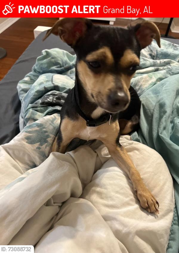 Lost Female Dog last seen Matador dr, Grand Bay, AL 36541