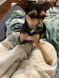 Lost Female Dog last seen Matador dr, Grand Bay, AL 36541