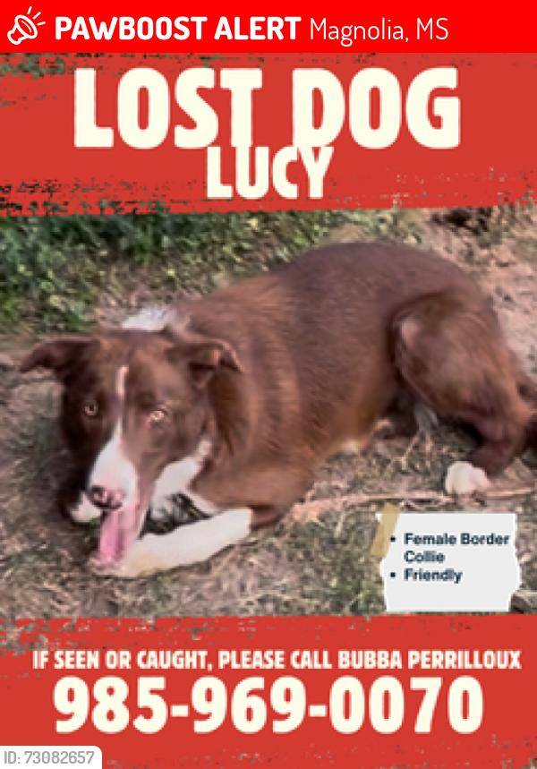 Lost Female Dog last seen Hillside Dr, Magnolia MS, Magnolia, MS 39652