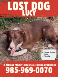 Lost Female Dog last seen Hillside Dr, Magnolia MS, Magnolia, MS 39652