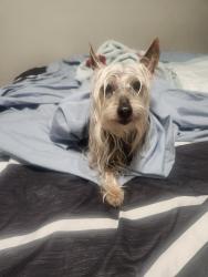 Found/Stray Unknown Dog last seen Near Sibley blvd, Calumet City, IL 60409