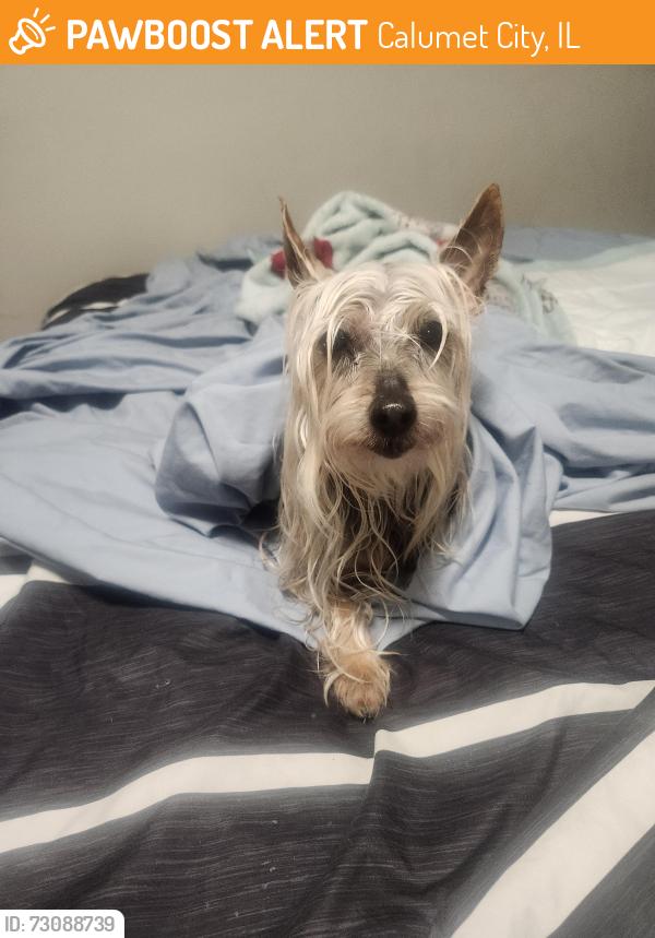Found/Stray Unknown Dog last seen Near Sibley blvd, Calumet City, IL 60409