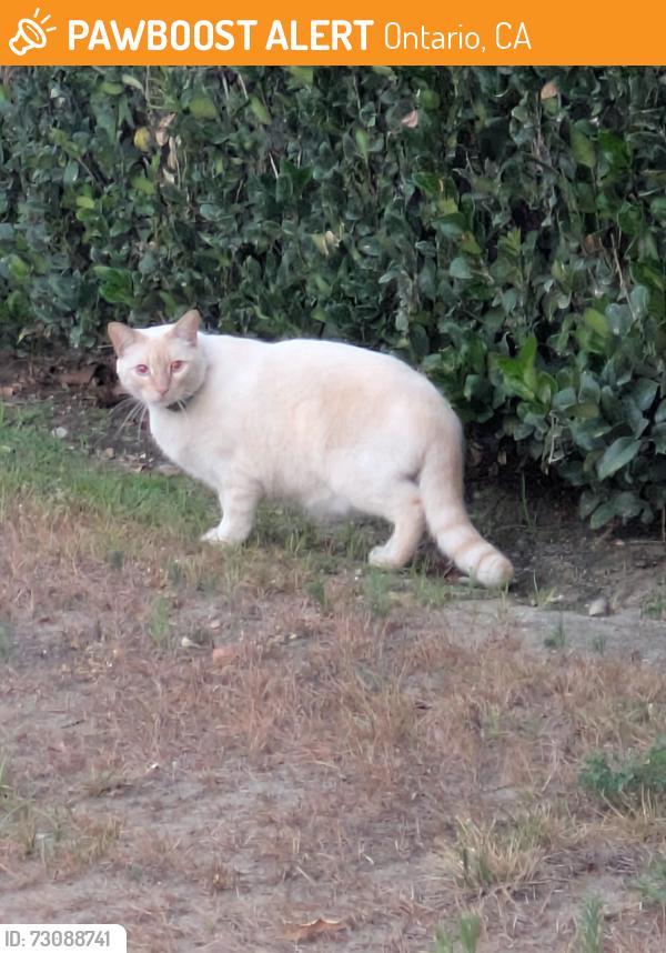 Found/Stray Unknown Cat last seen Ontario, CA..6th St., Ontario, CA 91761