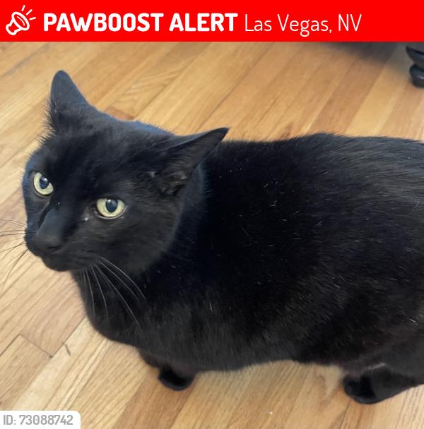 Lost Male Cat last seen Tropical and Rainbow, Las Vegas, NV 89130