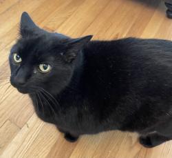 Lost Male Cat last seen Tropical and Rainbow, Las Vegas, NV 89130