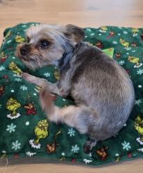 Reunited Female Dog last seen Meridian and Dentwood, San Jose, CA 95118