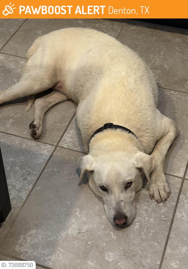Found/Stray Male Dog last seen Sonic, Denton, TX 76210