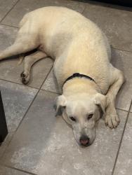 Found/Stray Male Dog last seen Sonic, Denton, TX 76210
