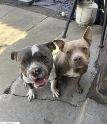 Lost Female Dog last seen 31st and S 145th E Ave, Tulsa, OK 74134
