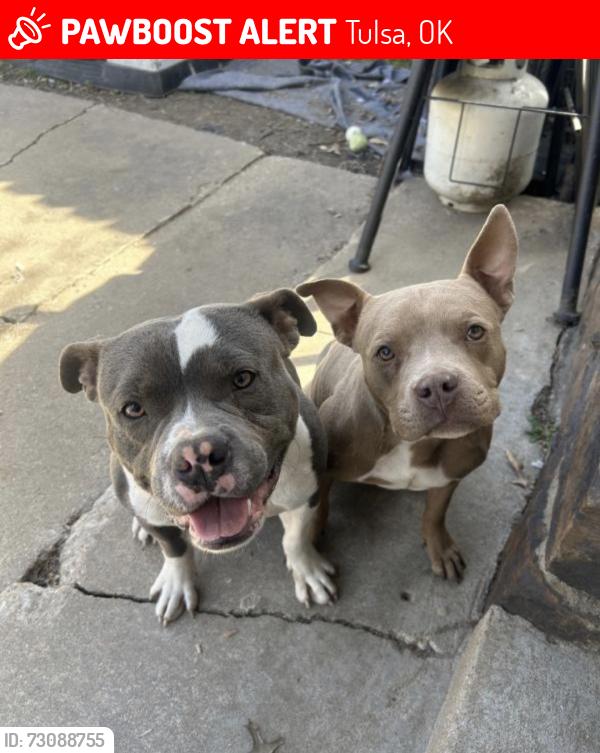 Lost Female Dog last seen 31st and S 145th E Ave, Tulsa, OK 74134