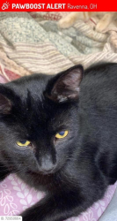 Lost Male Cat last seen Close to rte 14, Ravenna, OH 44266