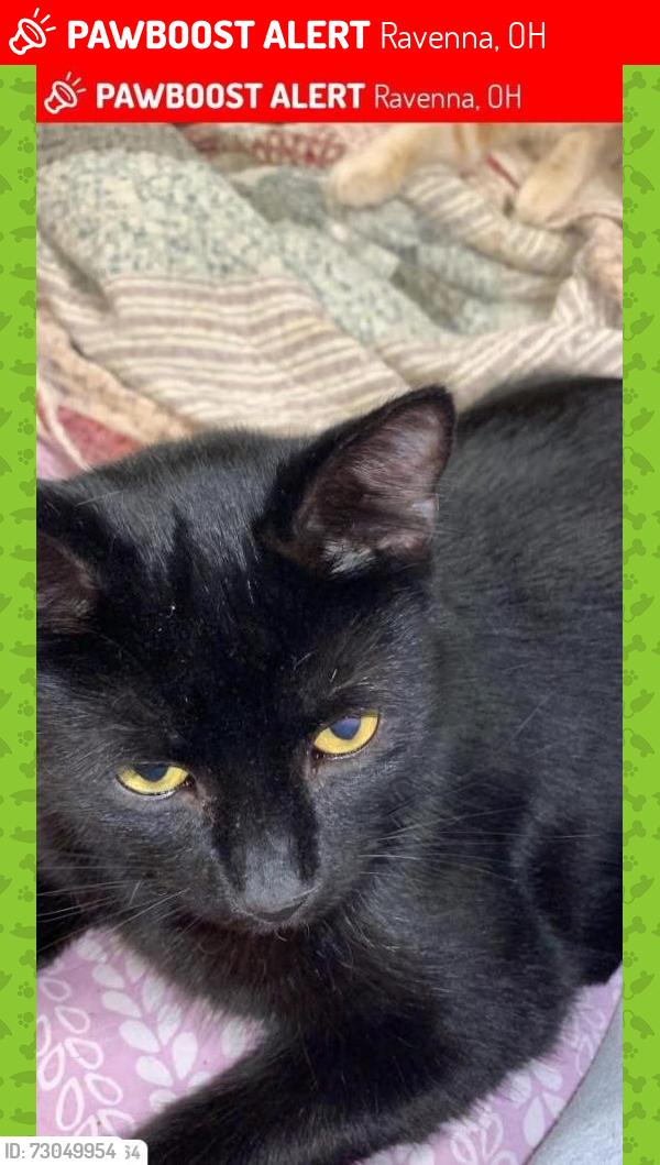 Lost Male Cat last seen Close to rte 14, Ravenna, OH 44266