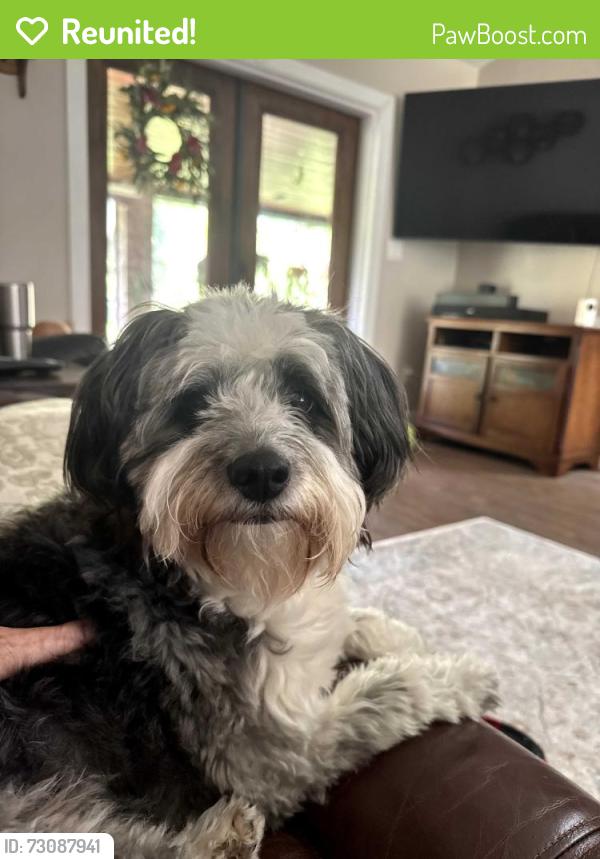 Reunited Male Dog last seen Grant road near gold rush , Grant-Valkaria, FL 32949