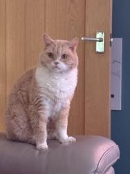 Reunited Male Cat last seen Ship lane cemetery , Hampshire, England GU14 8DA