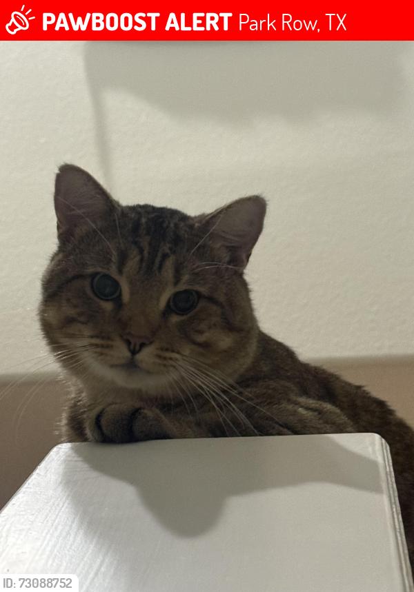 Lost Male Cat last seen Cascade Sunrise St, Park Row, TX 77493