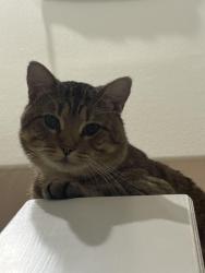 Lost Male Cat last seen Cascade Sunrise St, Park Row, TX 77493