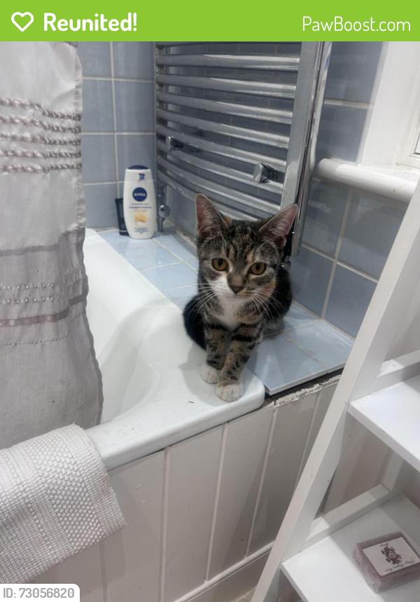 Reunited Female Cat last seen Mortlake Road Kew Gardens , Greater London, England 