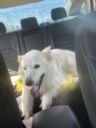 Lost Male Dog last seen Brookforest road/oaks drive, New Caney, TX 77357
