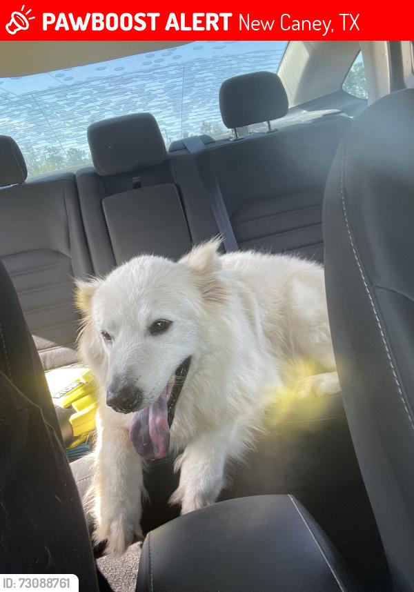 Lost Male Dog last seen Brookforest road/oaks drive, New Caney, TX 77357