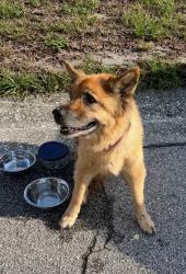 Reunited Female Dog last seen Erlich Road and Gunn Highway, Tampa, FL 33624