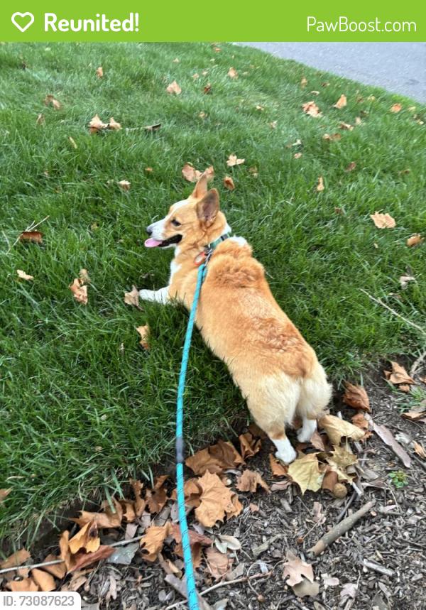 Reunited Female Dog last seen Near Westcott Rd, Princeton, NJ 08540