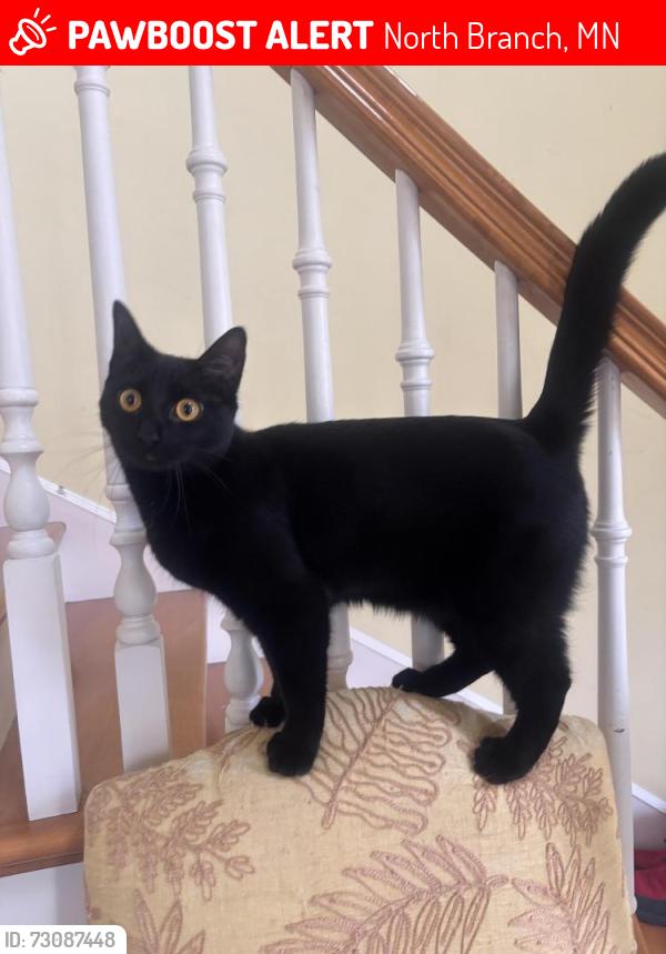 Lost Female Cat last seen Poor Farm Rd, Sunrise twp, North Branch, MN 55056