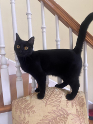 Lost Female Cat last seen Poor Farm Rd, Sunrise twp, North Branch, MN 55056