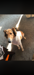 Reunited Female Dog last seen Near Mahar Rd., South Vienna, OH 45369