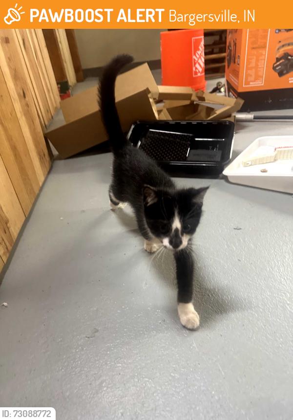 Found/Stray Unknown Cat last seen Banta and whiteland, Bargersville, IN 46106